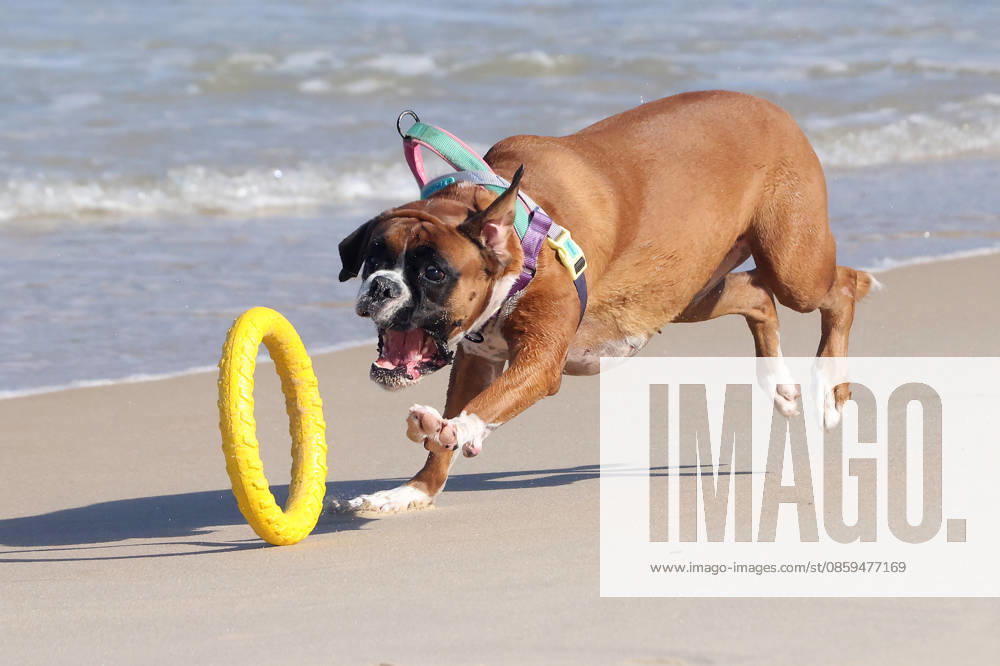 NINA, a Boxer dog, races across the sand while chasing and retrieving her yellow ring toy on Ipanema Beach in Rio de Janeiro, Brazil. The energetic dog kicked up sand as she darted along the shoreline during a sunny morning outing. Rio De Janeiro Brazil - ZUMAk251 20260618_znp_k251_008