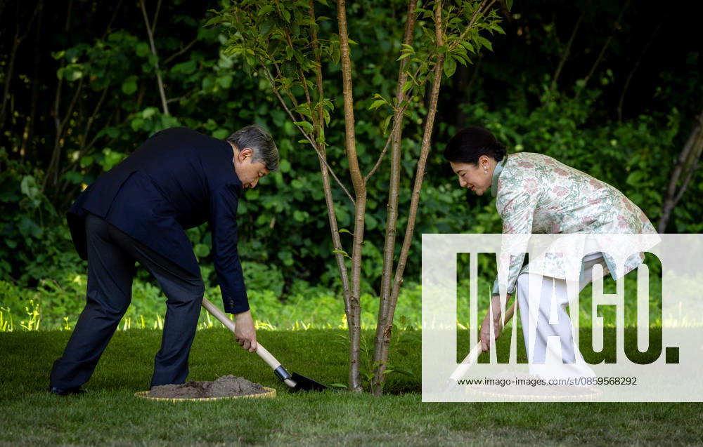 Amsterdam Emperor Naruhito of Japan and Empress Masako planting a cherry tree in the Blossom Park in the Amsterdam Forest on the 3rd and last day of the 3 day statevisit to the Netherlands. Â