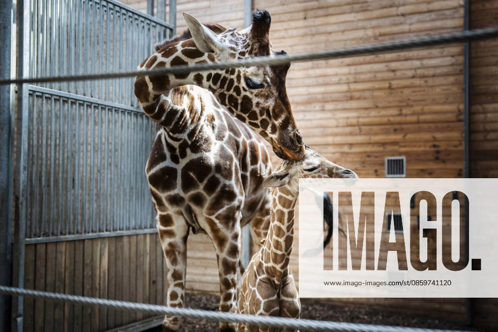 Giraffe Calf Born at Copenhagen Zoo A newborn giraffe calf in the stable with its mother at Copenhagen Zoo on Monday, June 22, 2026. The birth took place on Monday, June 22 in the morning. A giraffe is pregnant for about 15 months and gives birth to one calf, which at birth is almost two meters tall and weighs 50–60 kilos. Photo by Sebastian Elias Uth, Ritzau Scanpi