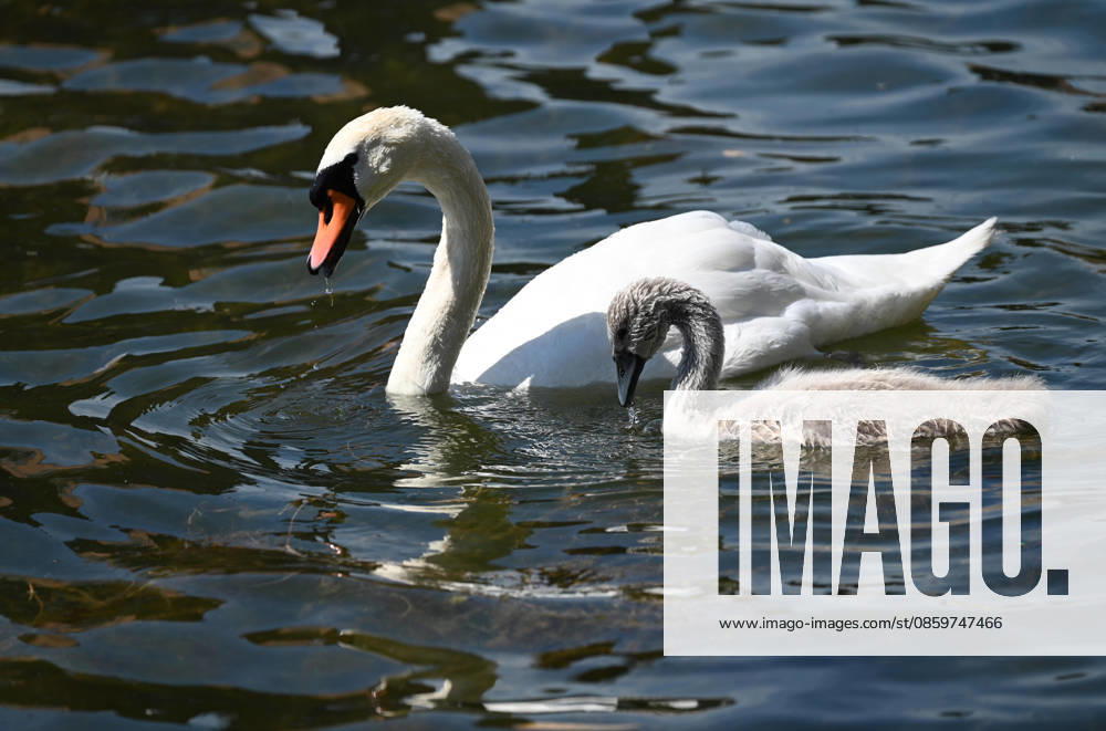 A swan swims with its cygnets—a swan family—in Duisburgs inner harbor on June 22, 2026,,detected_source_language