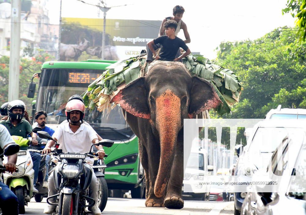 An elephant walks on the busy road of Guwahati Guwahati, Jun 24 (ANI): Mahouts on an elephant make their way through a busy city road, in Guwahati on Wednesday. Guwahati Assam India