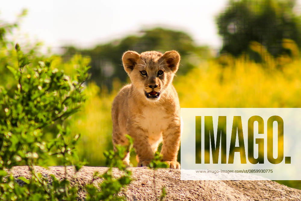 Accompanied by Asma, their four-year-old mother, the two lion cubs, Isis and Inaya, take their first steps at the Paris Zoological Park in France on June 24, 2026. these two two-month-old lionesses embody hope for the conservation of Northern Lions. They are the first lion cubs born here since 2016 at this zoo, which is part of the National Museum of Natural History in Paris. Enzo Hingant Bertrand Bestimage Accompanied by their four-year-old mother, Asma, two lion cubs—Isis and Inaya—take their first steps at the Paris Zoological Park in France on June 24, 2026. These two two-month-old lionesses embody hope for the conservation of North African lions. They are the first lion cubs to be born at this zoo—part of the National Museum of Natura