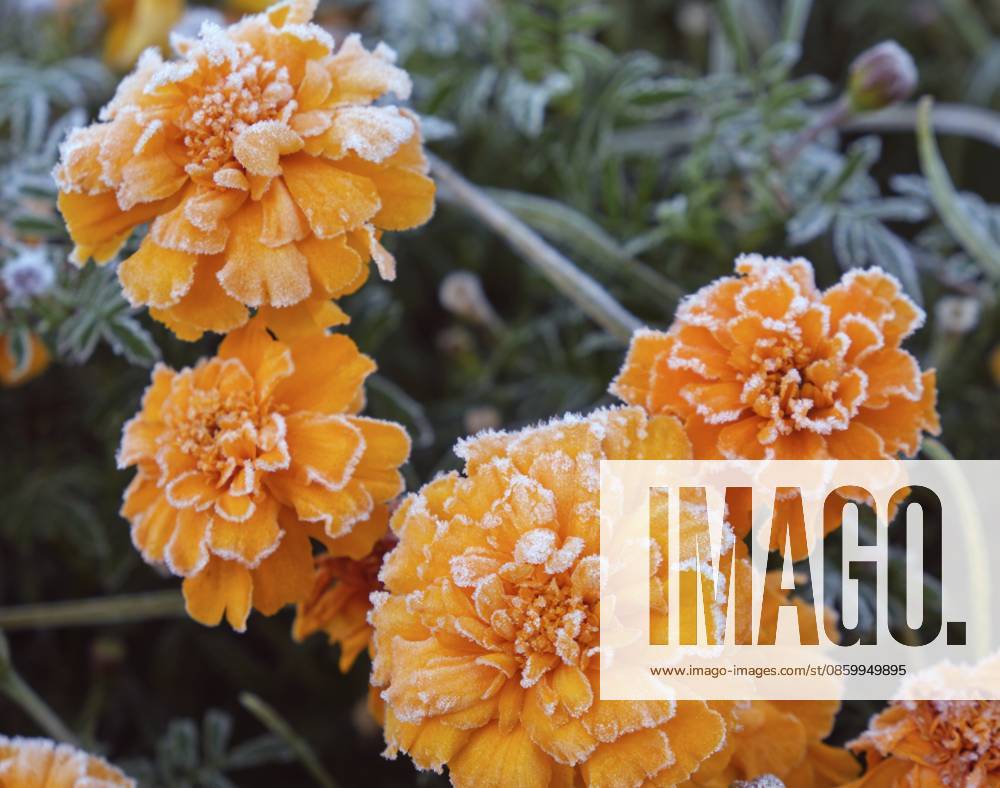 Mit Raureif bedeckte Ringelblumenblüten. Frost in der Herbstsaison Calendula flowers covered with hoarfrost. Frost in Autumn season