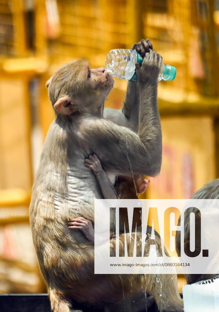 Hot summer day in New Delhi New Delhi, Jun 27 (ANI): A monkey drinks water from a bottle to beat the scorching heat, in New Delhi on Saturday. New Delhi Delhi India