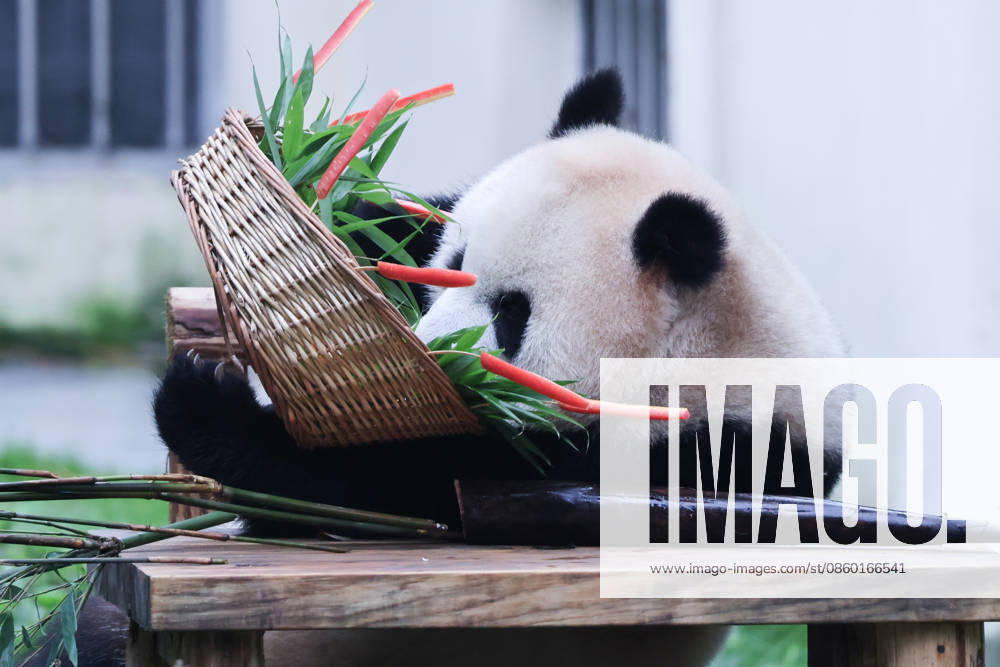 Giant panda Yu Ai eats fruit on June 27, 2026 in Chongqing, China.