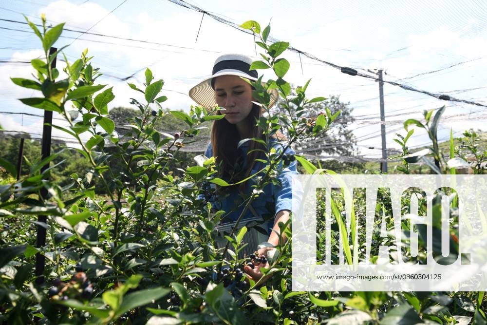 Russia Agriculture Blueberry Harvesting 9197521 29.06.2026 A worker picks blueberries at the Sochi Gardens enterprise in the village of Vardane, Krasnodar region, Russia. Ekaterina Lyzlova Sputnik Sochi Krasnodar region Russia