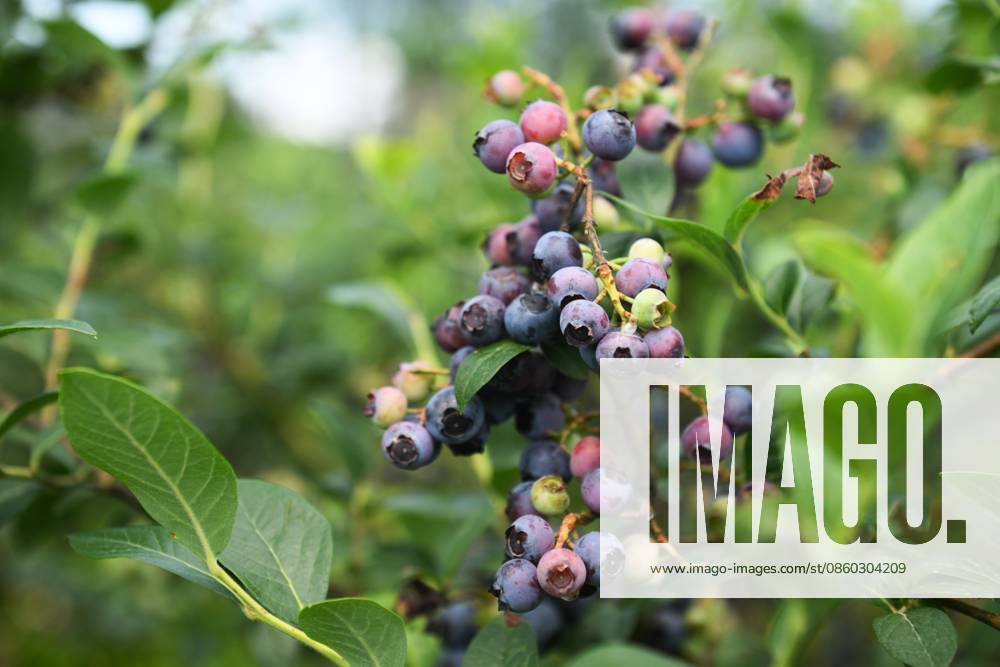 Russia Agriculture Blueberry Harvesting 9197523 29.06.2026 Blueberries grow at the Sochi Gardens enterprise in the village of Vardane, Krasnodar region, Russia. Ekaterina Lyzlova Sputnik Sochi Krasnodar region Russia