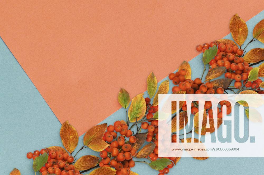 Herbstzweige mit bunten Blättern und Vogelbeeren in einer saisonalen Girlande auf Papierfarbenblockhintergrund Autumn twigs with colorful leaves and rowanberries in a seasonal garland on paper colorblock background