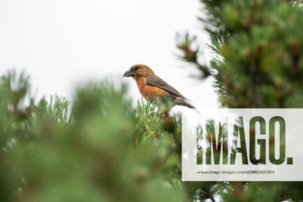 A crossbill can be seen perched on a pine tree in the Black Forest National Park in Schliffkopf, Baden-Württemberg, Germany