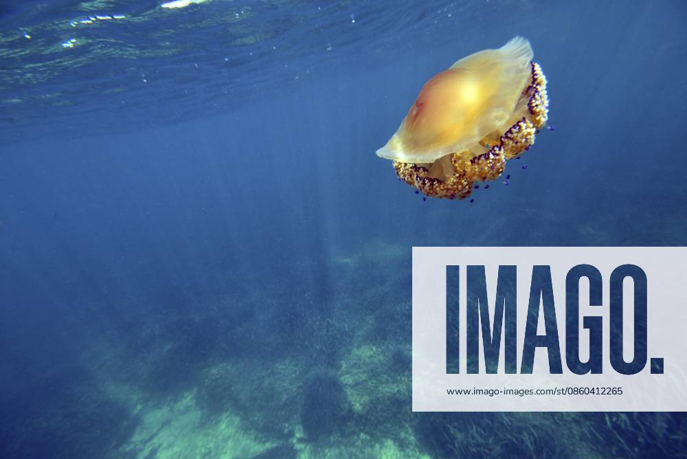 Eine Spiegelei Qualle (Cotylorhiza tuberculata), die unter der Wasseroberfläche schwebt, Mallorca, Balearen, Spanien A fried-egg-jellyfish (Cotylorhiza tuberculata) floating under the surface, Majorca, balearics, spain