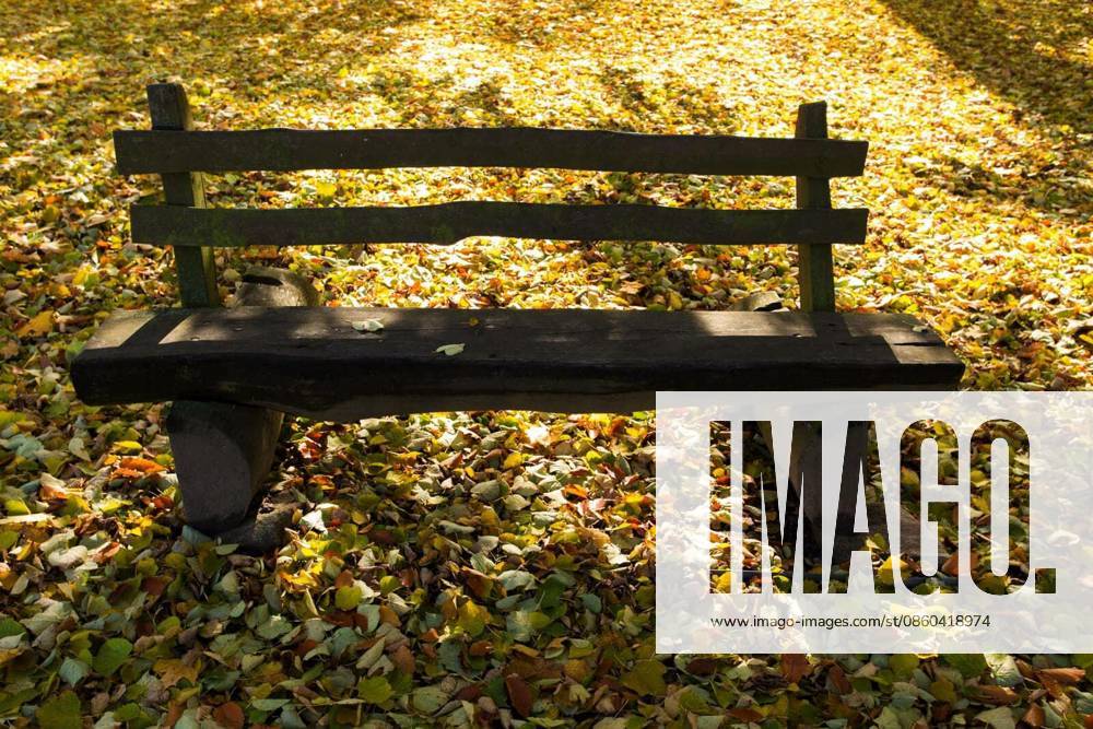 Wooden bench in the park on fallen leaves background