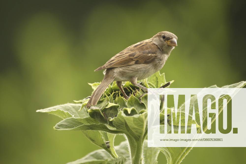 Haussperling (Passer domesticus) flügger Jungvogel auf Sonnenblume im Garten, Allgäu, Bayern, Deutschland House Sparrow (Passer domesticus) – a fledgling perched on a sunflower in the garden, Allgäu, Bavaria, Germany