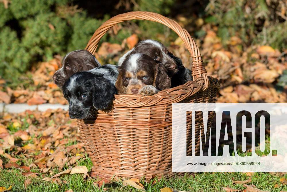 Family of English Cocker Spaniel puppy in basket, autumn outdoor sunny day