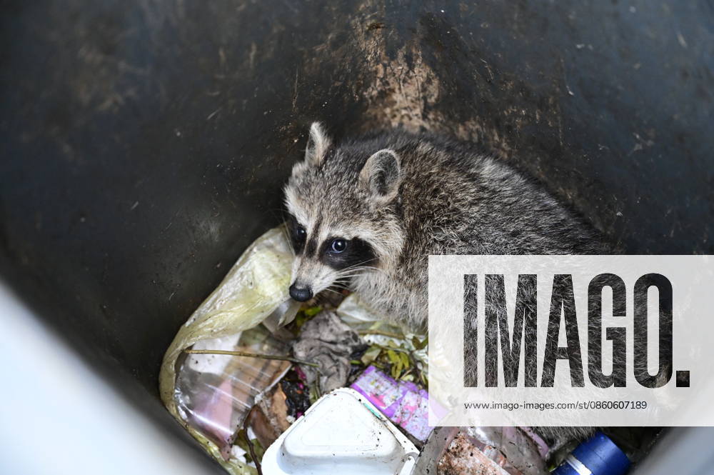 A raccoon that climbed into a trash can while searching for food in Görlitz’s old town but couldn’t climb back up because of the smooth walls Görlitz