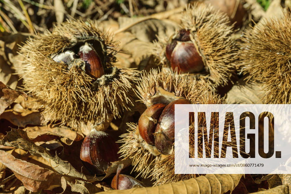 Fresh chestnuts in spiky burrs on autumn leaves in South Tyrol, ANSF01736