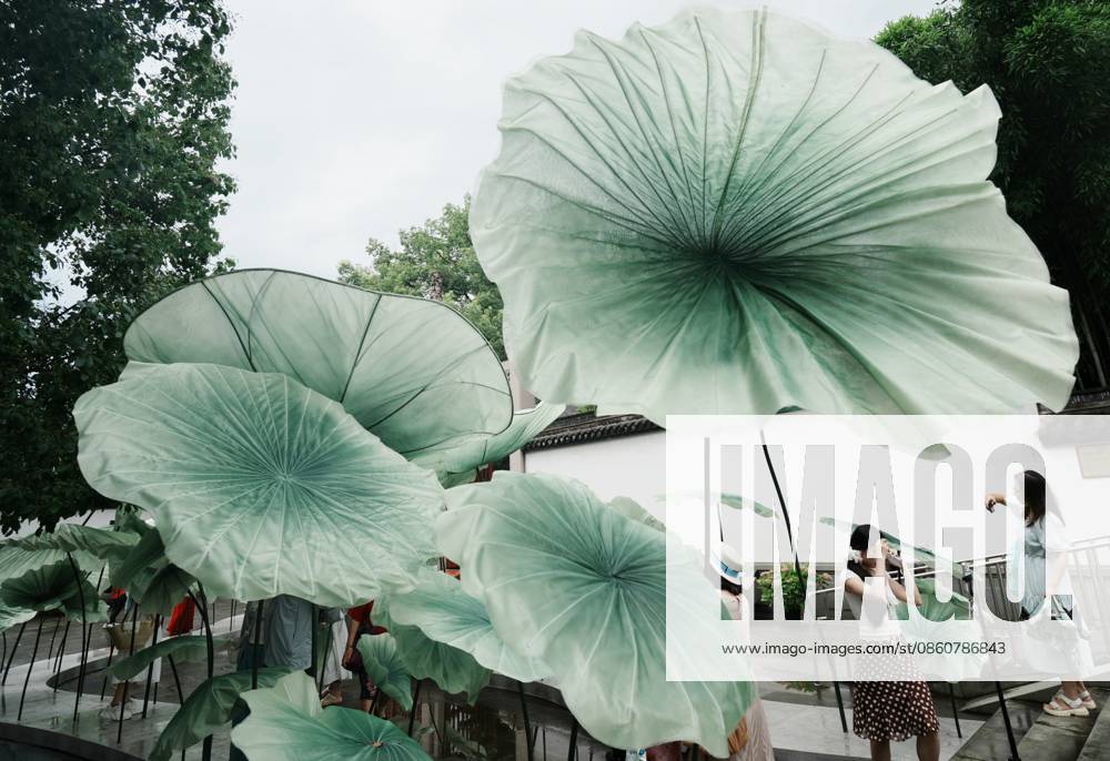 Lotus Leaf Art Installation Citizens enjoy the cool breeze under an art installation composed of giant lotus leaves in Hangzhou, Zhejiang Province, China on July 5, 2026. Hangzhou Zhejiang China