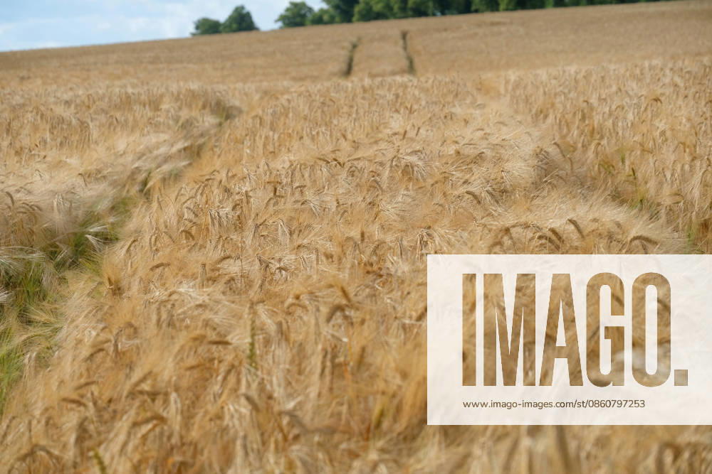 A green barley field in Hohnstedt, in the Northeim district of the state of Lower Saxony; a barley field during the grain harvest
