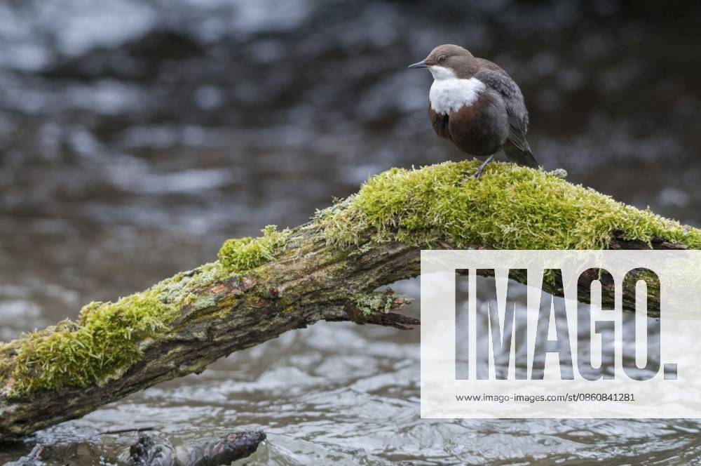 Cinclus cinclus, dipper, wasseramsel, birds, passeri, singvögel, songbirds, vögel Cinclus cinclus, dippers, birds, passeri, songbirds, songbirds, birds