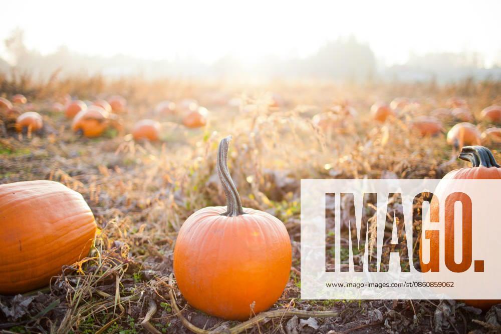 Pumpkins in a patch during golden hour Surrey, British Columbia, Canada CR_JDIP260701-2073428-01