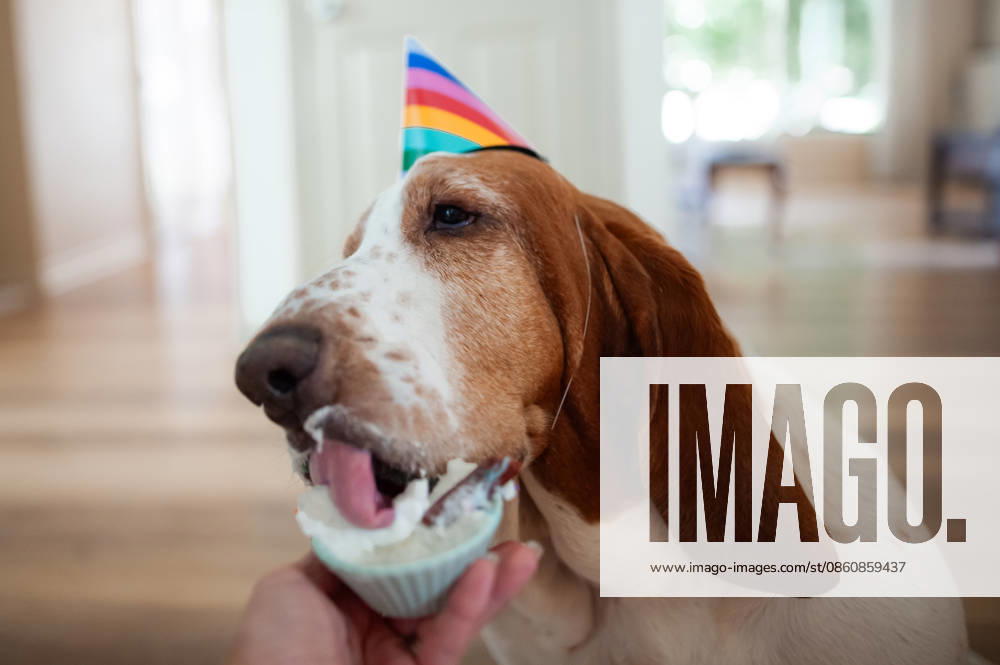 Basset hound dog wearing a party hat eats whip cream Grimes, Iowa, United States CR_LIPF260702-2074178-01