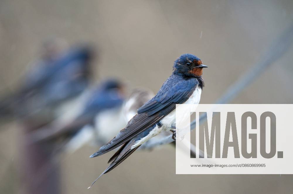 Hirundo rustica, house martin, rauchschwalbe, swallow, birds, passeri, schwalben, singvögel, songbirds, vögel Hirundo rustica, house martin, swallow, birds, passeri, swallows, songbirds, songbirds, birds