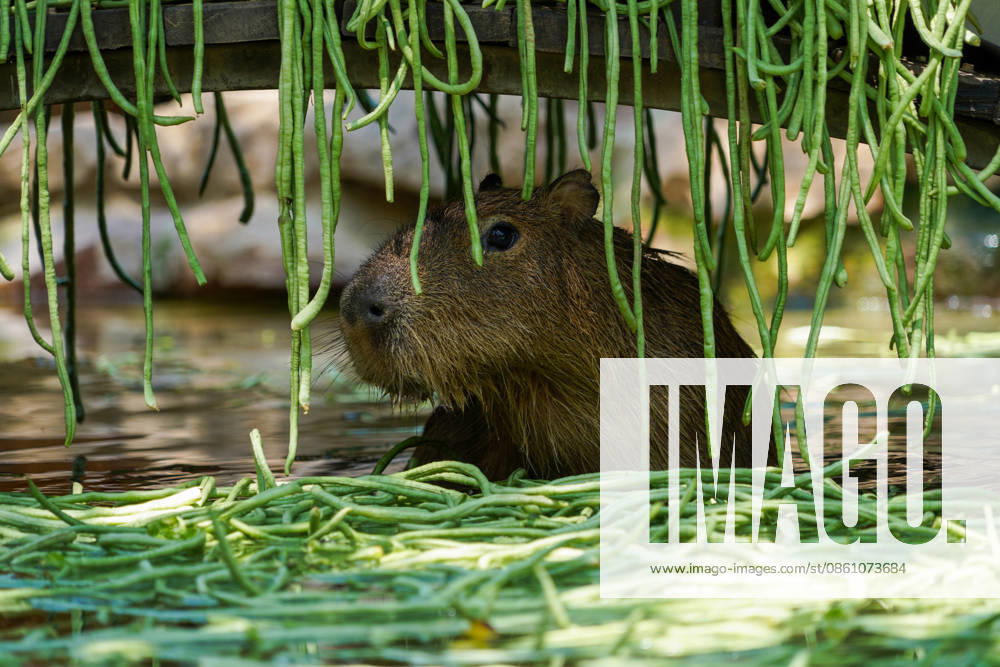A capybara enjoys beans in the water as staff at Yinji Animal Kingdom provide ice blocks and fruits to help animals cope with the heat on July 8, 2026 in Zhengzhou, Henan Province of China. The zoo has prepared various cooling measures based on different animal habits to help them spend the summer.