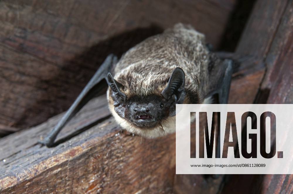 Leather-winged bat, parti-coloured bat, vespertilio murinus, zweifarbfledermaus, bats, chiroptera, fledermäuse, mammals, säugetiere Leather-winged bat, parti-coloured bat, vespertilio murinus, bicolor bat, chiroptera, bats, mammals, mammals