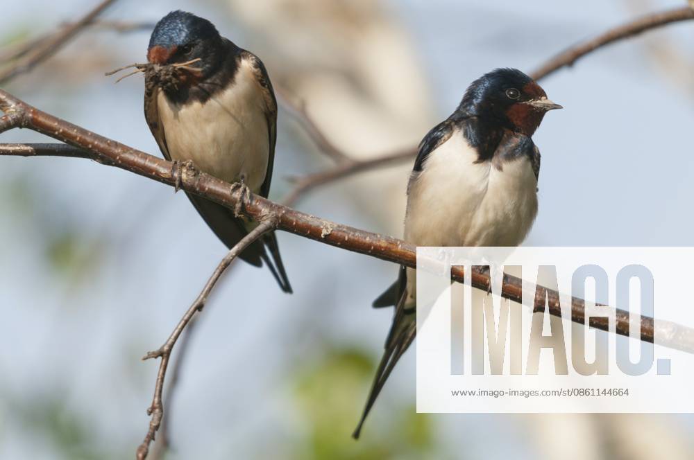Hirundo rustica, house martin, rauchschwalbe, swallow, birds, nestbau, passeri, schwalben, singvögel, songbirds, vögel Hirundo rustica, house martin, swallow, birds, nest building, passeri, swallows, songbirds, songbirds, birds