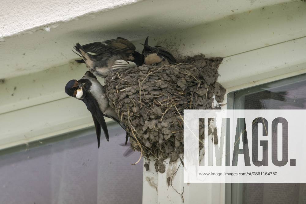 Hirundo rustica, house martin, rauchschwalbe, swallow, birds, breed, brut, kotabnahme, nest, passeri, schwalben, schwalbenfreundlich, singvögel, songbirds, vögel Hirundo rustica, house martin, swallow, birds, breed, brood, droppings, nest, passeri, swallows, swallow friendly, songbirds, birds