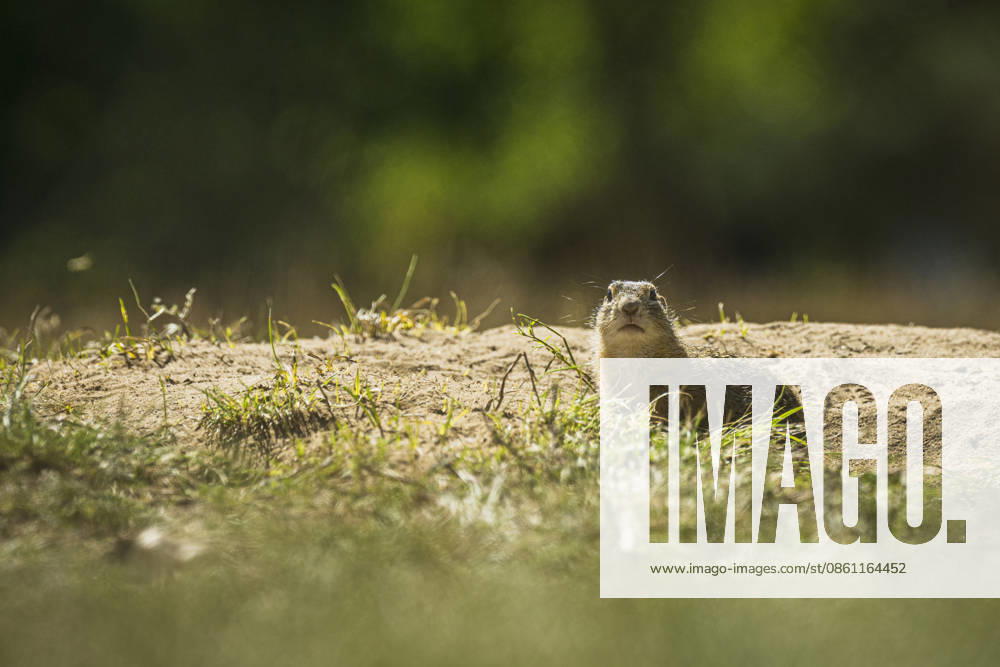 The Radouc Site of European Importance in Mlada Boleslav, pictured on July 9, 2026, is home to a colony of the critically endangered European Ground Squirrel, Spermophilus citellus, estimated at 350 individuals; it is one of 40 locations in the Czech Republic where the European ground squirrel still occurs. It differs from other known sites in the Czech Republic primarily in that it is immediately adjacent to an urban housing development. Frequent contact with people causes the ground squirrels to alter their natural behavior, losing their shyness and instinct for self-preservation. (CTKxPhoto RadekxPetrasek) CTKPhotoP2026070904267 CTKPhotoP2026070904267