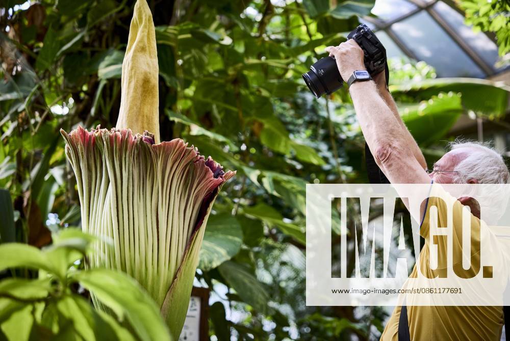 ROTTERDAM - A visitor photographs a rare giant penis plant in bloom at Blijdorp Zoo. The plant, actually called the Sumatran giant arum, last bloomed in 2023 and before that in 1963. MATHIJS BOTS ANP netherlands out - belgium out