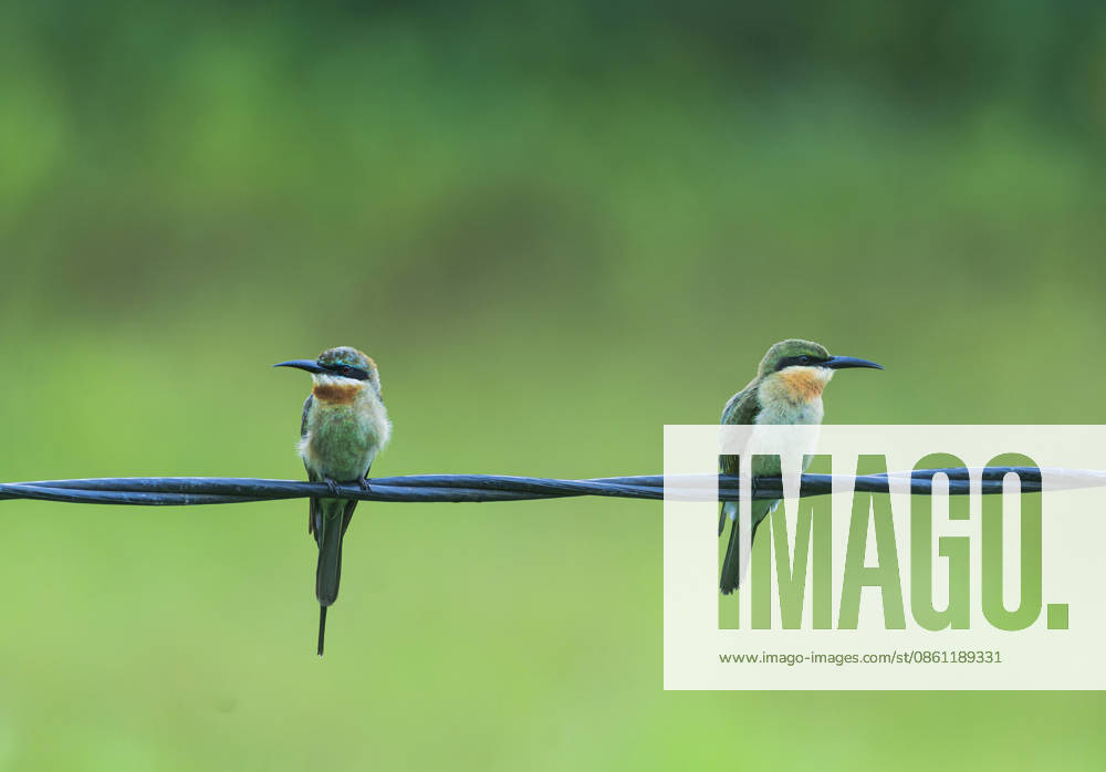 Green Bee-eaters perch on overhead wire in Assam s Bokakhat Golaghat Assam , Jul 09 (ANI): Green Bee-eaters perch on an overhead wire against a soft green backdrop, at Bokakhat, in Golaghat on Thursday. Golaghat Assam India