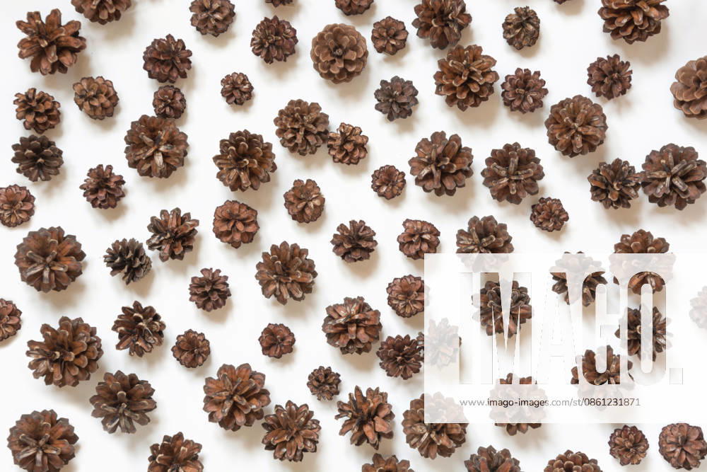 Tannenzapfen auf weißem Hintergrund. Winter- und Herbstmotiv. Pine cone on white background. Winter and fall concept. Top view. (License=RF)