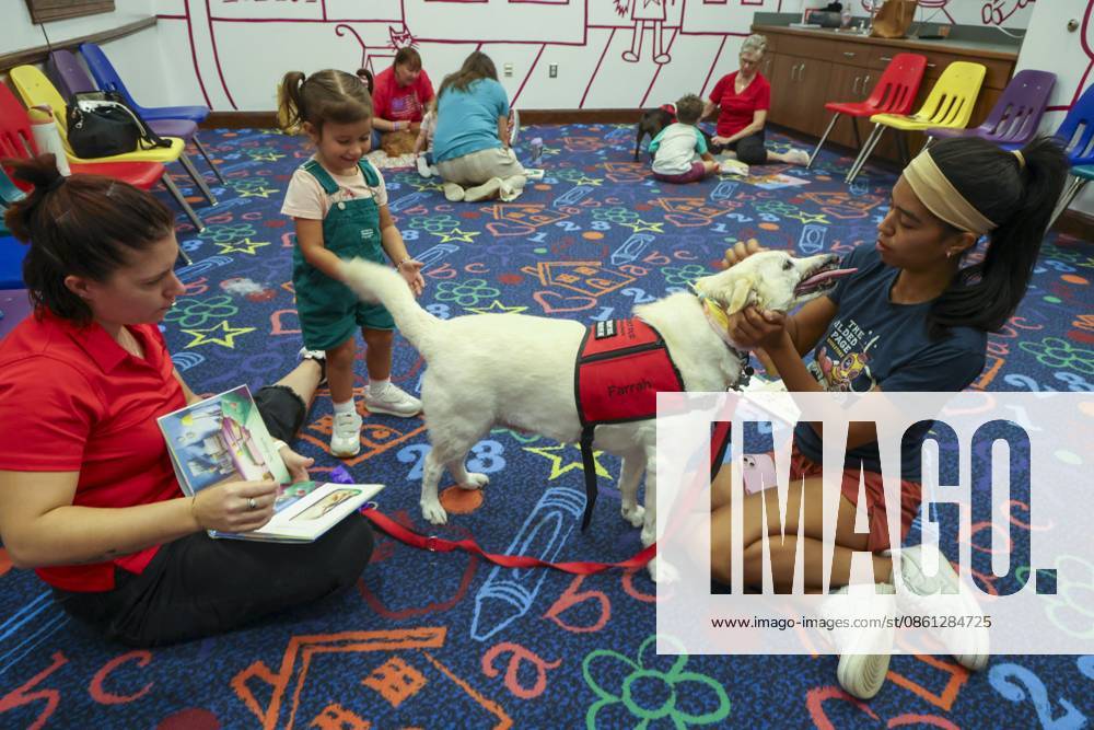 Labrador retriever mix Farrah introduces herself to Valentina Petrantoni while handler Janelle Remy, left, and Constanza Petrantoni, 3, participate in the Puppy PALS reading program Friday, July 10, 2026, at the Oldsmar Public Library in Oldsmar. Oldsmar USA - ZUMAs70_ 20260710_zan_s70_006
