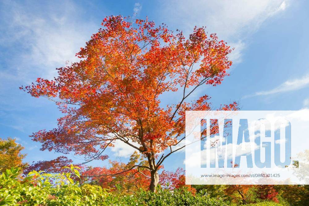 Beautiful red tree in fall with bright blue sky.