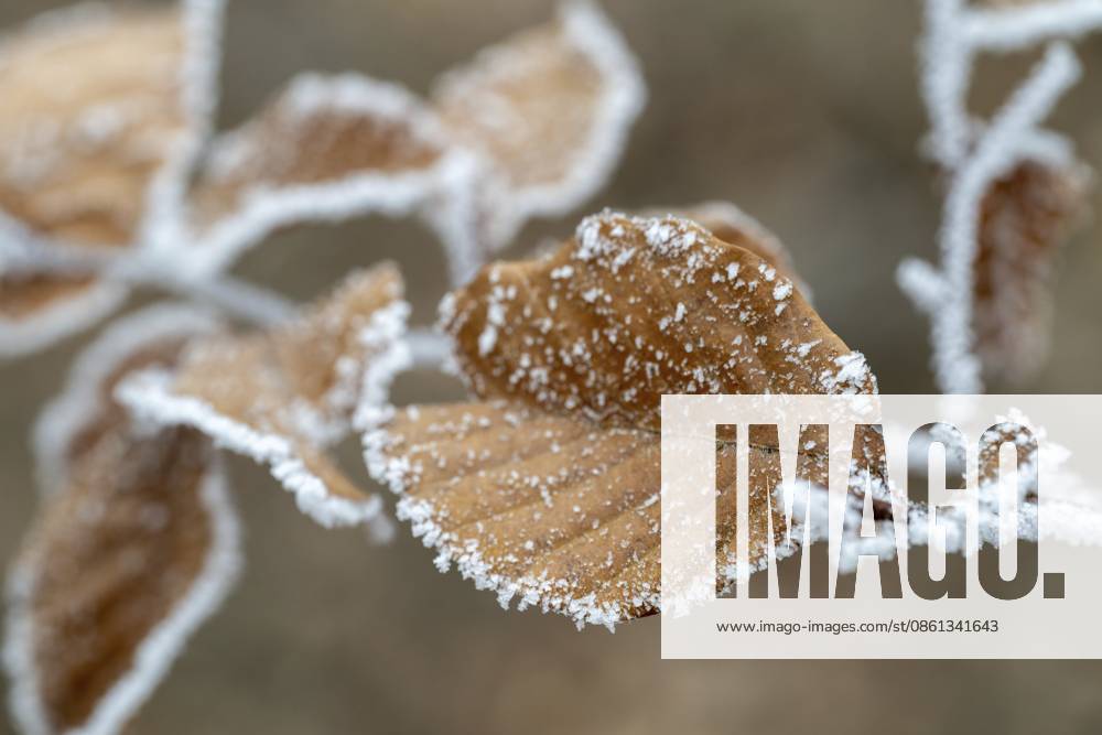 Nahaufnahme von frostbedeckten Herbstblättern. Zarte Eiskristalle zieren die braunen Blätter Close-up of frost-covered autumn leaves. Delicate ice crystals adorn the brown leaves