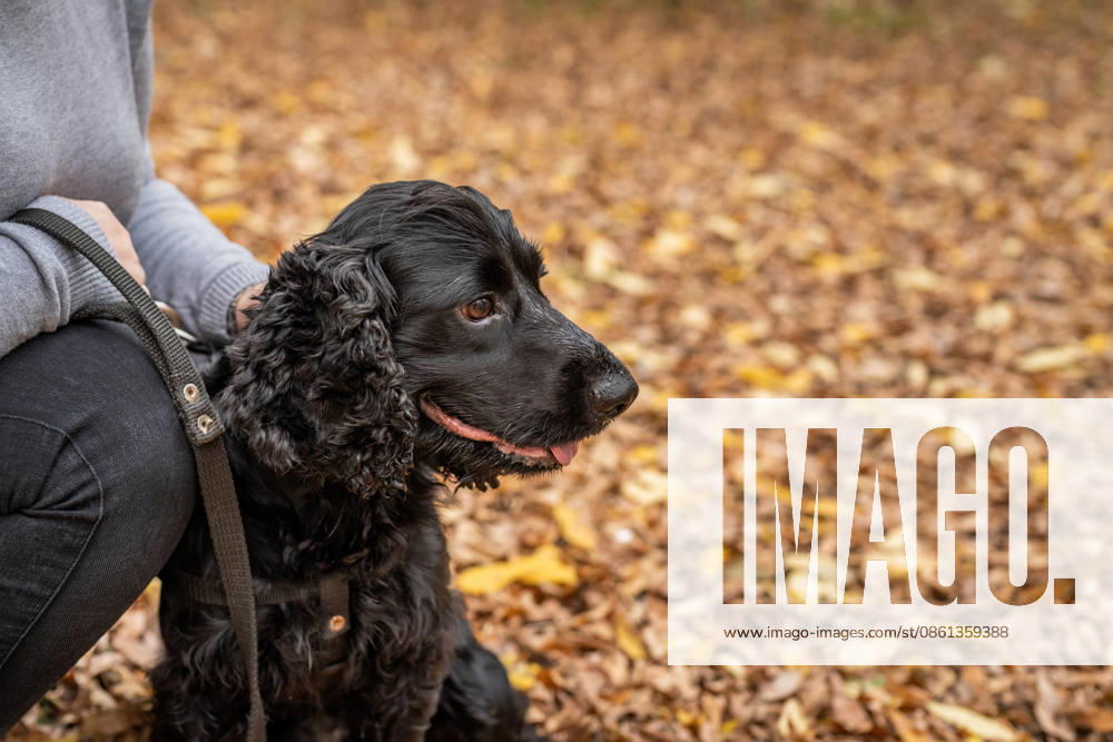 Ein schwarzer Cocker Spaniel sitzt mit seinem Besitzer draußen auf dem Herbstlaub Pet care concept. Cocker spaniel dog spending time together with the owner outdoors (License=RF)