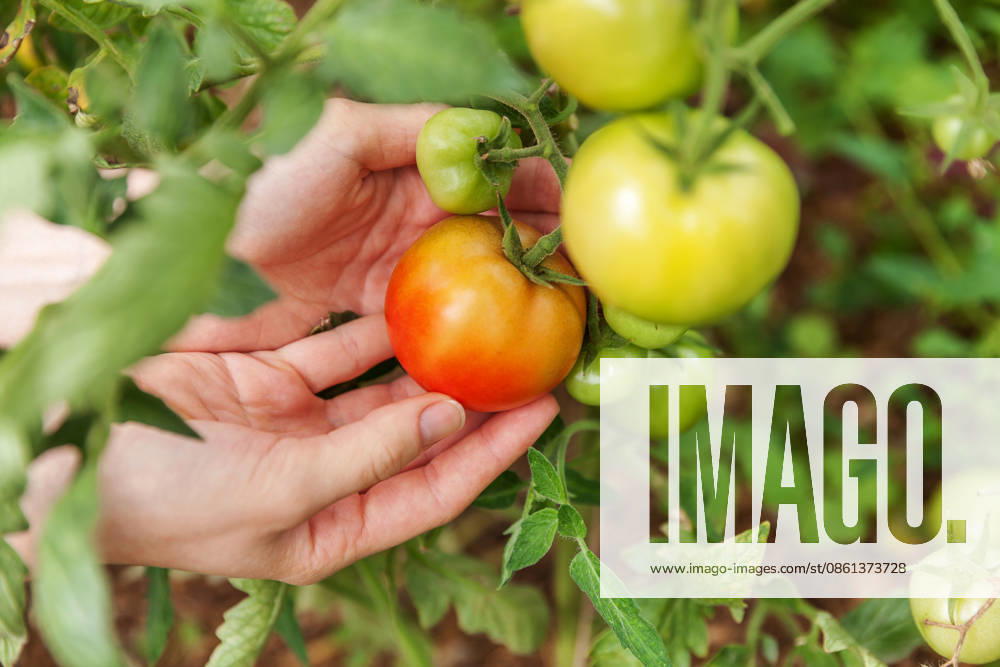 Konzept für Gartenbau und Landwirtschaft. Landarbeiterin, die frische, reife Bio-Tomaten von Hand pflückt. Gewächshausanbau. Gemüseanbau. Tomatenanbau im Gewächshaus. Gardening and agriculture concept. Woman farm worker hand picking fresh ripe organic tomatoes. Greenhouse produce. Vegetable food production. Tomato growing in greenhouse (License=RF)