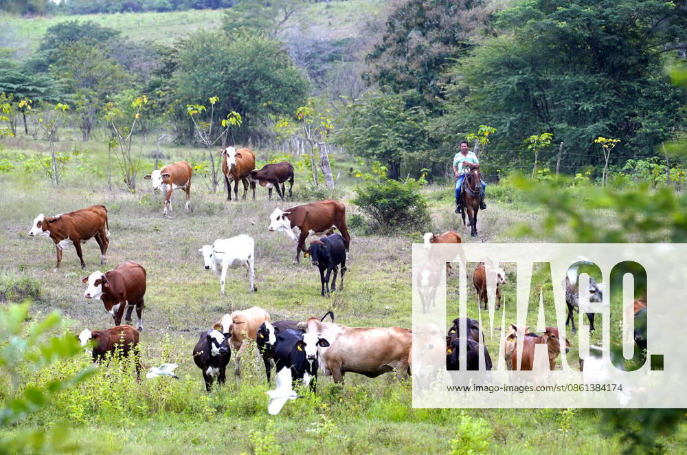 Guayaquil, Sunday, July 12, 2026. Although there are no regulations governing the price of meat, the 20% increase in its price is due to the decline in the cattle herd, which currently stands at about one million, approximately. Photos by César Munoz, API, Guayaquil, Guayas, Ecuador, 20260712 232918 6a53b13ac9a81 gye meat price increase 4