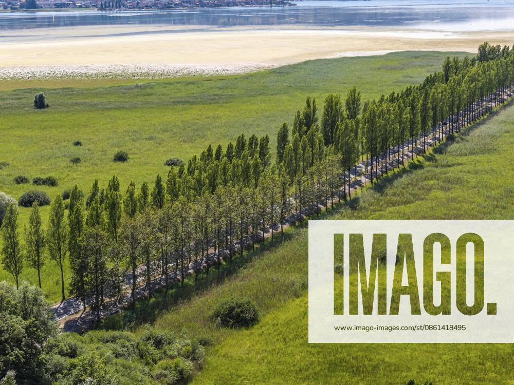 Die 1.300 Meter lange Pappelallee auf dem Reichenauer Damm verbindet das Festland bei Konstanz mit der UNESCO-Welterbeinsel Reichenau im Bodensee. Der markante Damm markiert das südliche Ende der Deutschen Alleenstraße. Der Wasserstand am Bodensee ist deutlich unter dem Normalpegel. Landschaft Wollmatinger Ried. Reichenau, Baden-Württemberg, Deutschland The 1, 300 meter long poplar alley on Reichenauer Damm connects the mainland near Constance with the UNESCO World Heritage island of Reichenau in Lake Constance. The distinctive dam marks the southern end of the German Avenue Road. The water level on Lake Constance is well below normal. Wollmatinger Ried landscape. Reichenau, Baden-Württemberg, Germany