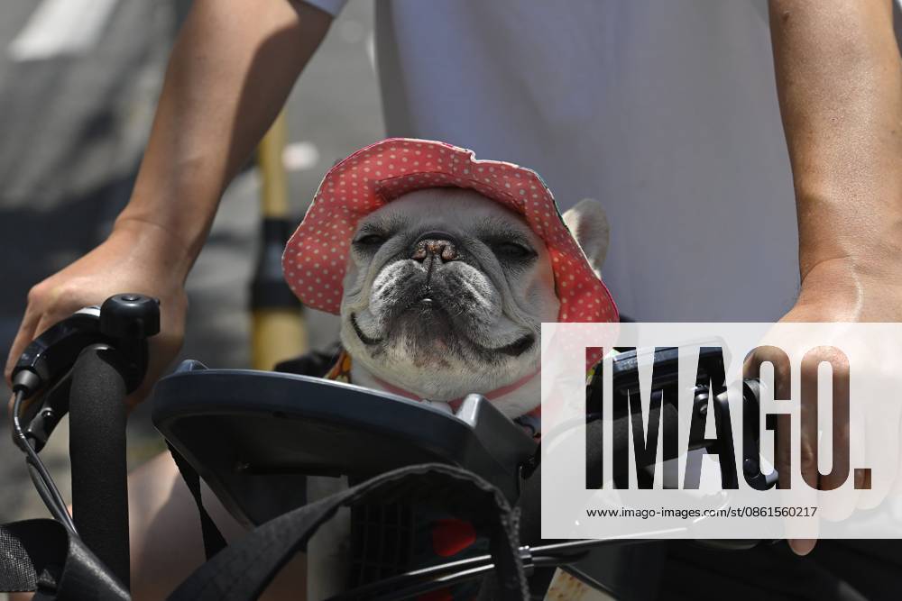 KW29 Extreme heat grips Tokyo as temperatures rise across eastern Japan TOKYO, JAPAN - JULY 14 : A dog wearing a sun hat sits in the front basket of a bicycle during hot weather in Tokyo, Japan, July 14, 2026. Temperatures in central Tokyo were forecast to reach 34 degrees Celsius as a heat wave spread across eastern Japan. David Mareuil Anadolu Tokyo Japan. Editorial use only. Please get in touch for any other usage.