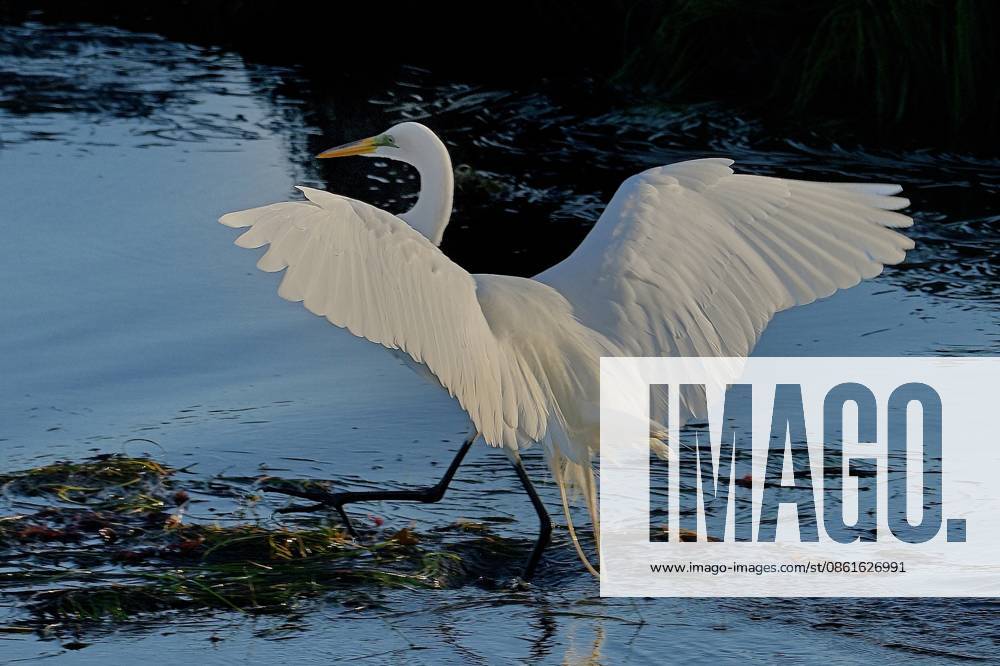Great Egret (Ardea alba) Hunting in Deep Water Pacific Grove US - ZUMAm225 20260714_zap_m225_001