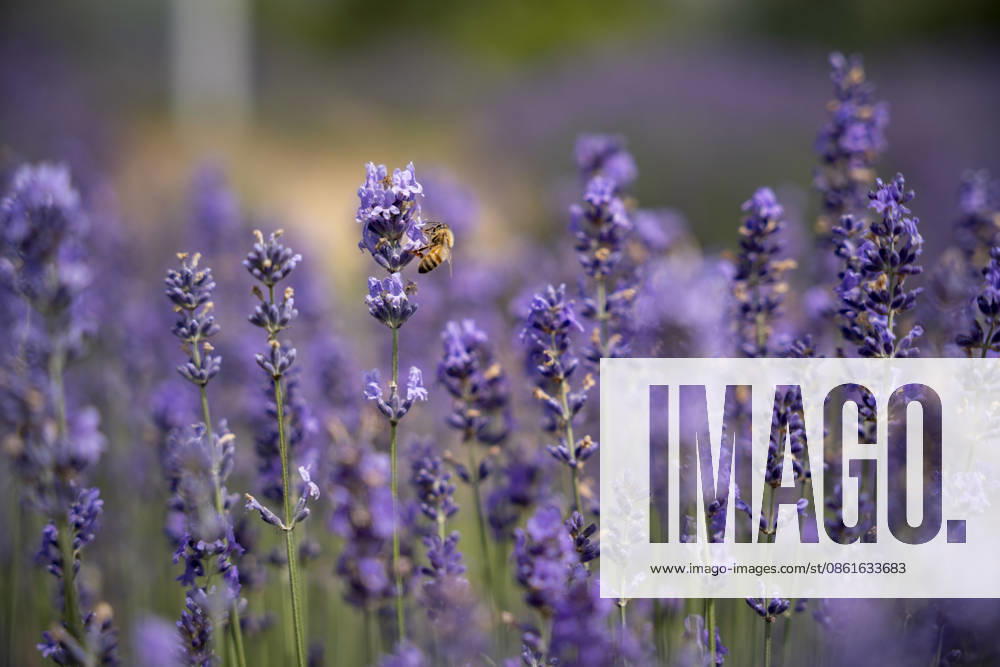 Kashmir s Lavender Fields Flourish as Agri-Tourism Destination in India - 14 Jul 2026 Blooming lavender fields at Sirhama village in South Kashmir s Anantnag district have emerged as one of the Valley s newest agri-tourism attractions. Developed under the CSIR-IIIM Aroma Mission, the fields draw visitors during the summer flowering season while supporting the cultivation of lavender for essential oil production, generating new livelihood opportunities for local farmers. Bijhbehara India