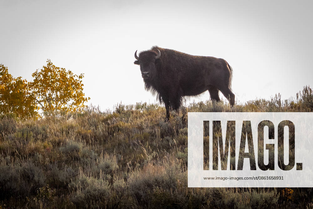 Bison Standing on SageCovered Hillside at Dusk Jackson, Wyoming, United States R_NCJL260712A-2076476-01 ,model released, Symbolfoto ,property released