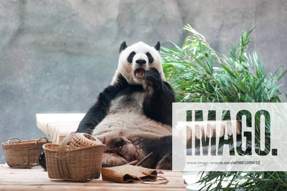 (260715) -- BEIJING, July 15, 2026 -- Giant panda Meng Lan eats bamboo at an indoor exhibition hall of a new giant panda facility at the Beijing Zoo in Beijing, capital of China, July 15, 2026. A new giant panda facility at Beijing Zoo was put into use on Wednesday. Covering an area of 13,000 square meters, the facility features four indoor exhibition halls, five animal enclosures and five outdoor activity areas, providing a more comfortable habitat for the giant pandas. The zoo is currently home to 10 giant pandas, with half of them having moved into the new facility. ) CHINA-BEIJING-ZOO-NEW GIANT PANDA FACILITY-OPEN (CN) JuxHuanzong