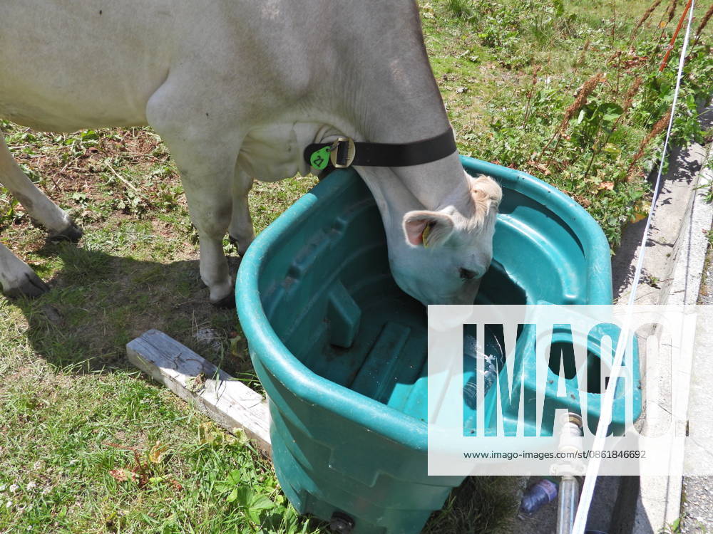 Agriculture, Heat, and Water Shortages Pose Challenges for Cattle Farming. Photo: A cow at a dry water trough on an alp in the canton of Uri