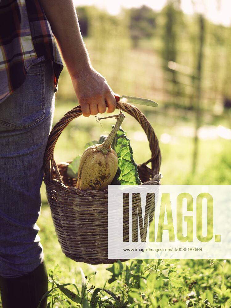 Woman carrying basket of harvested vegetables, partial view model released Symbolfoto RAMAF00042