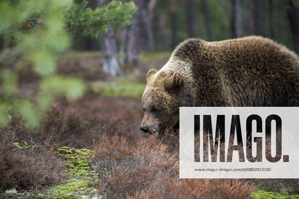 Big female of brown bear (Ursus arctos) in winter forest, Europe, Czech republic