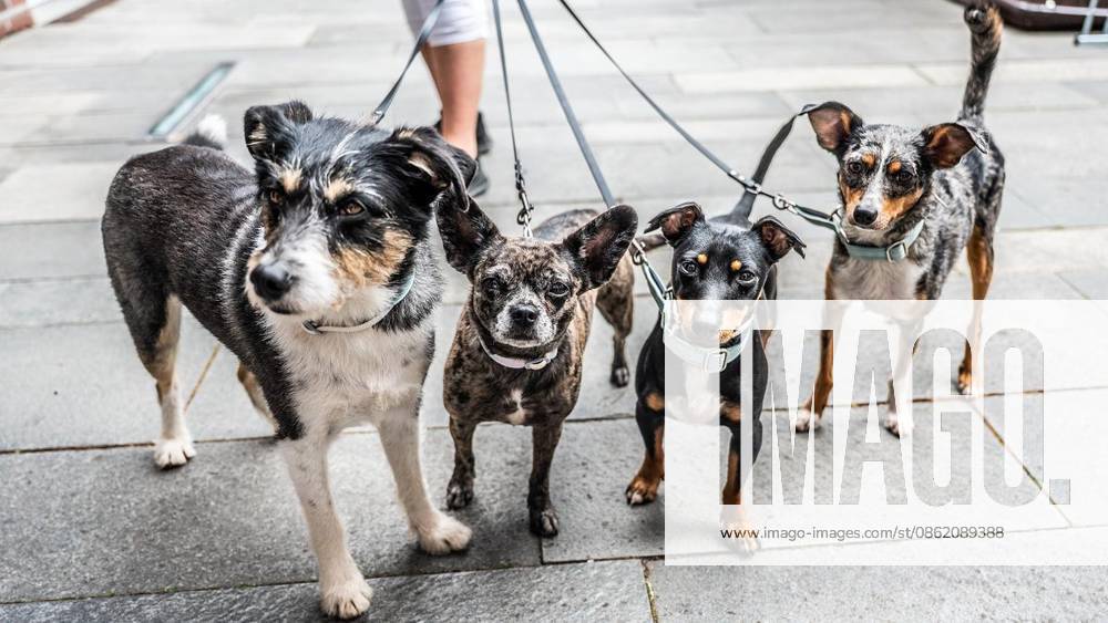 Dog Show in Duisburg ** FOR ** **The Ruhrpott Dog Show will take place on Sunday, July 10, 2026, at the Steinhof in Duisburg, Germany. Copyright GerdxWallhorn