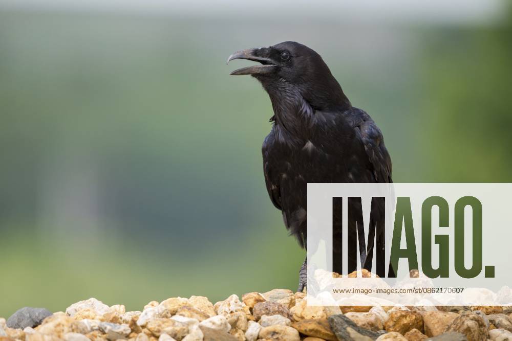 Corvus corax, kolkrabe, raven, birds, corvidae family of birds, passeri, rabenvögel, singvögel, songbirds, vögel Corvus corax, ravens, birds, corvidae family of birds, passeri, corvids, songbirds, songbirds, birds